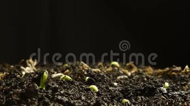 地上生长的豆籽。 食物萌萌春晚